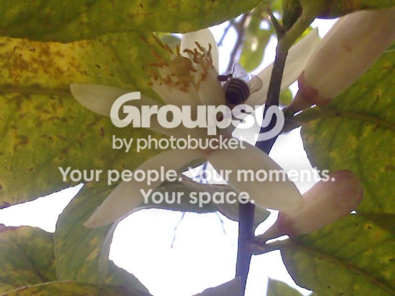 Lemon tree
