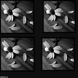 Flower.jpg image by mail2michelle